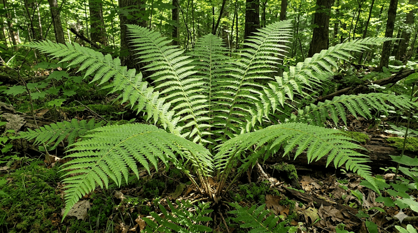 Goldie's Fern